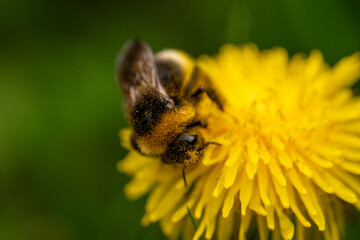 Hummel auf L&ouml;wenzahn &ndash; Makroaufnahme beim Best&auml;uben