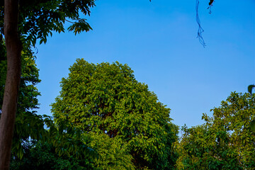 Lush green trees against a bright blue sky in daylight