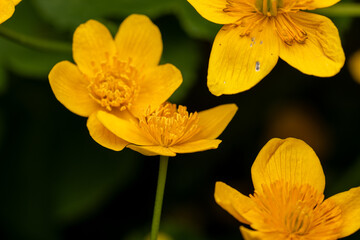 Sumpfdotterblume – Gelbe Frühlingsblumen im Nahaufnahme