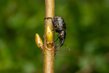 Fichtenr&uuml;sselk&auml;fer klettert an Pflanze &ndash; Makroansicht