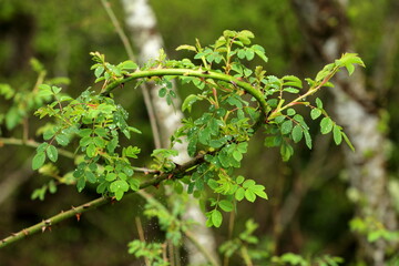 Thorny Crown of Nature in Ezcaray's Forests