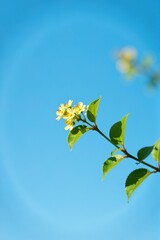 Obraz premium Closeup of yellow flowers and green leaves against a bright blue sky. Perfect for spring or summer themes.
