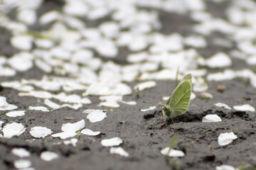 Cabbage butterfly 