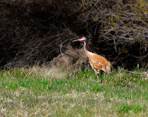 Sandhill crane 