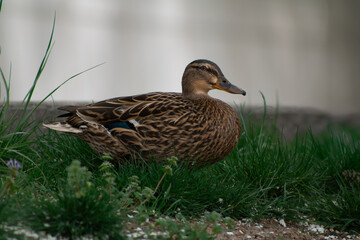 Brown female Mallard duck 