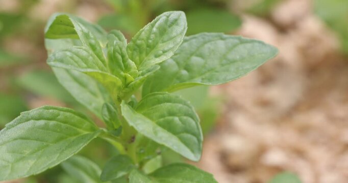 Macro view of an aromatic perennial herb, Mentha pulegium, with textured leaves gently swaying in a breeze.