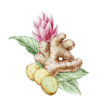 ginger root, flower, leaves watercolor clip art preview