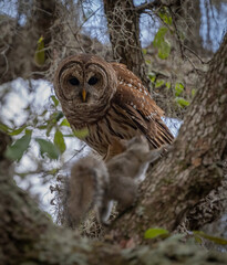 Barred owl hunting a squirrel in Florida 