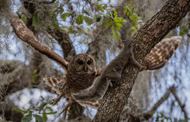 Barred owl hunting a squirrel in Florida 