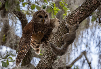Barred owl hunting a squirrel in Florida 