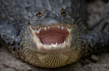 Alligator in Florida 