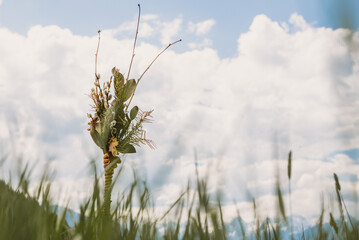 Palm bushes in the middle of a spring landscape and spring meadow