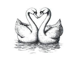 Hand drawn illustration a pair of swans - isolated vector images of wild birds