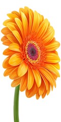 Vibrant orange gerbera daisy with green stem, isolated on white