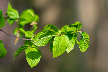 Fresh Green Leaves on Branch in Springtime Close-up