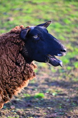 Sheep grazing in the field. Concept for animals and agriculture.