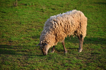 Naklejka premium Sheep grazing in the field. Concept for animals and agriculture.