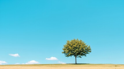 Obraz premium A lone tree stands on a hill, its green leaves contrasting with the clear blue sky.