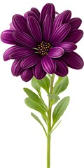 Obraz premium Vibrant purple flower with green stem and leaves, isolated on white