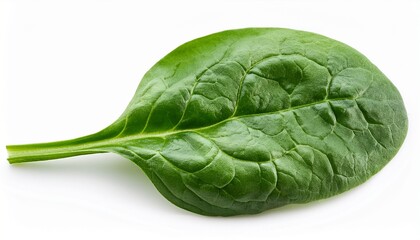 fresh spinach leaf isolated on white background perfect for healthy recipes and nutritious food concepts white background