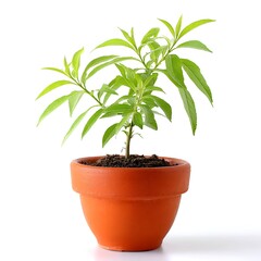 Small potted plant with vibrant green leaves