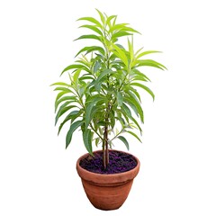 Fototapeta premium Lush green plant in a terracotta pot, vibrant foliage, healthy growth