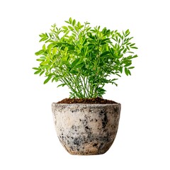 Lush green plant in a rustic pot, isolated on white
