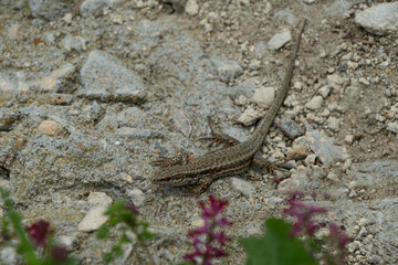 Small, agile lizard, with striped markings, rests on a sun-drenched, rocky surface amidst sparse vegetation