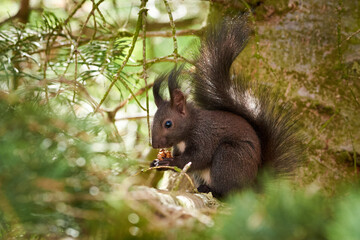 Eurasian red squirrel eating walnuts (Sciurus vulgaris)