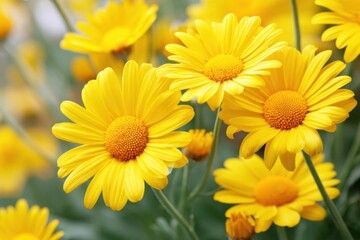 Naklejka premium Vibrant yellow daisies blooming in lush green garden setting with soft sunlight illuminating petals creating cheerful and uplifting atmosphere of nature's beauty