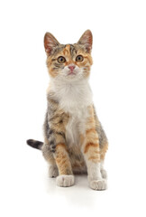 Multicolored kitten sitting.