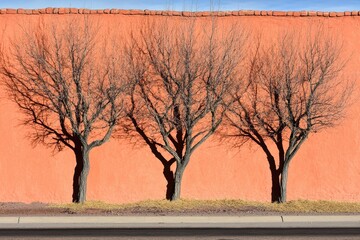 Bare trees cast shadows against an orange wall