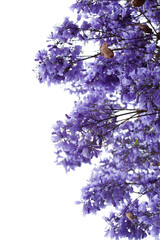 Flowers of blue jacaranda, Jacaranda mimosifolia, isolated on white 