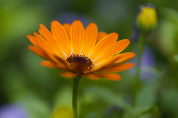 flowering Osteospermum, African daisy natural floral background
