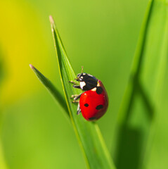Macro photo of Ladybug in the green grass
