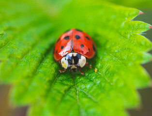 Macro photo of Ladybug in the green grass