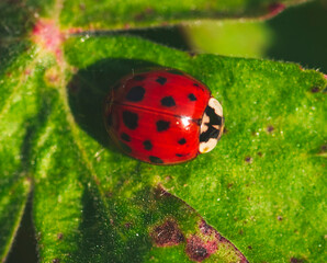 Macro photo of Ladybug in the green grass