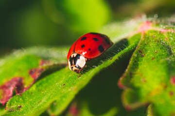 Macro photo of Ladybug in the green grass