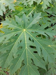 close up of green leaf papaya