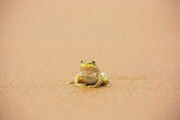 The frog sits on the sand on the shore of the lake. Beautiful wildlife landscape with place for text. The concept of protecting wildlife and ecology.