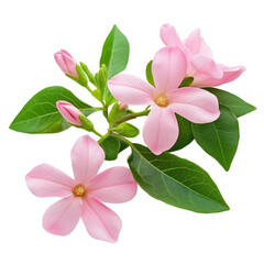 Obraz premium Pink Jasmine isolated on white background