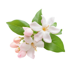 Obraz premium Pink Jasmine isolated on white background