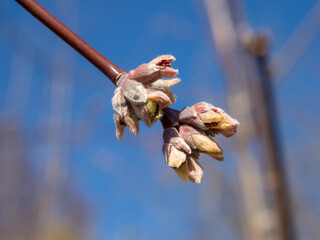 maple branch with buds in spring closeup