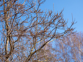 sea ​​buckthorn in spring