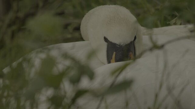Detailed shots of a male White Swan
