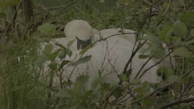 Detailed shots of a male White Swan
