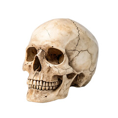 Obraz premium Detailed Close-up of a Realistic Human Skull PNG and transparent background