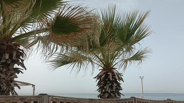 Palm trees, blue sky, Summer day, Landscape view of palm trees, Exotic Palms and blue sky scenery,	