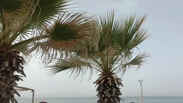 Palm trees, blue sky, Summer day, Landscape view of palm trees, Exotic Palms and blue sky scenery,	