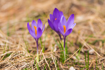 Fototapeta premium Spring growing flowers and nature that comes alive